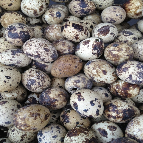 Fertile Quail Hatching Eggs