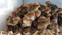 Jumbo Wild Coturnix Quail Hatching Eggs, Box of 15 - Broome County Quail #