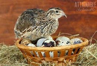 Jumbo Wild Coturnix Quail Hatching Eggs, Box of 15 - Broome County Quail #