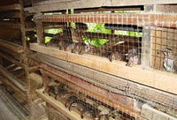 Jumbo Wild Coturnix Quail Hatching Eggs, Box of 30 - Broome County Quail #