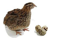 Beginner's Guide to Raising Young Quail