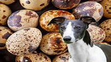 Can Dogs Eat Hard-Boiled Quail Eggs Every Day?