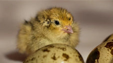 how-to-incubate-quail
